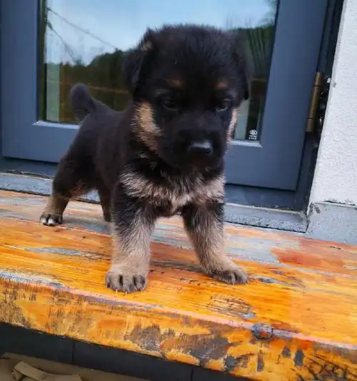 我养的德牧一岁了