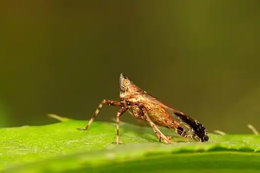 同翅目,昆虫,绿叶