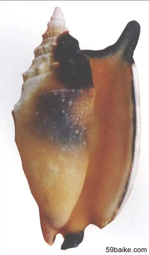 黑口凤螺 -