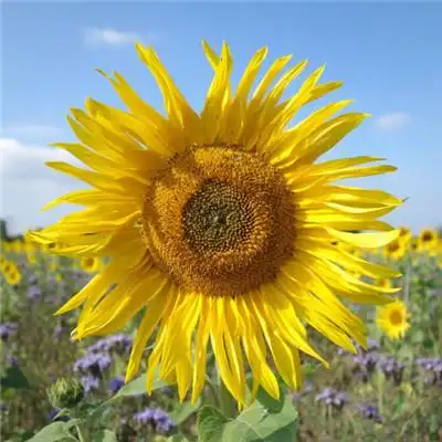 漂亮的向日葵微信头像图片,向日葵特写图片