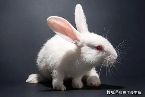 2021年属兔注定情人,属兔今年多大