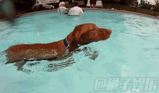 刨困了我刨刨刨~小橘子们快来看看萌宠狗刨的日常吧!