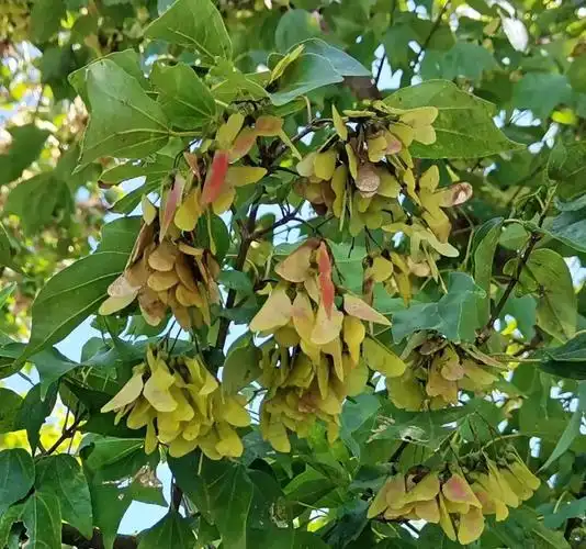 【自然有ta】猜猜我是谁——我是三角槭_澎湃号·政务_澎湃新闻-the