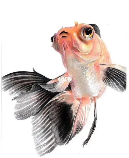 动物彩铅画鱼