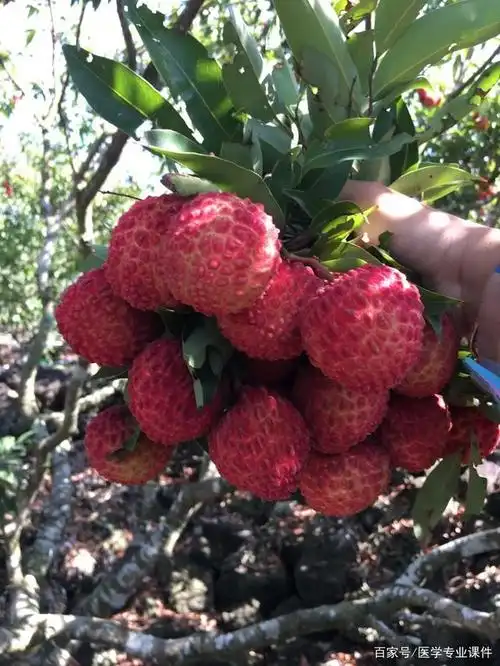 成熟时的荔枝王