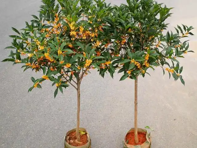 "桂花"如何养才能培养出"笔直"的"棒棒糖树形"?