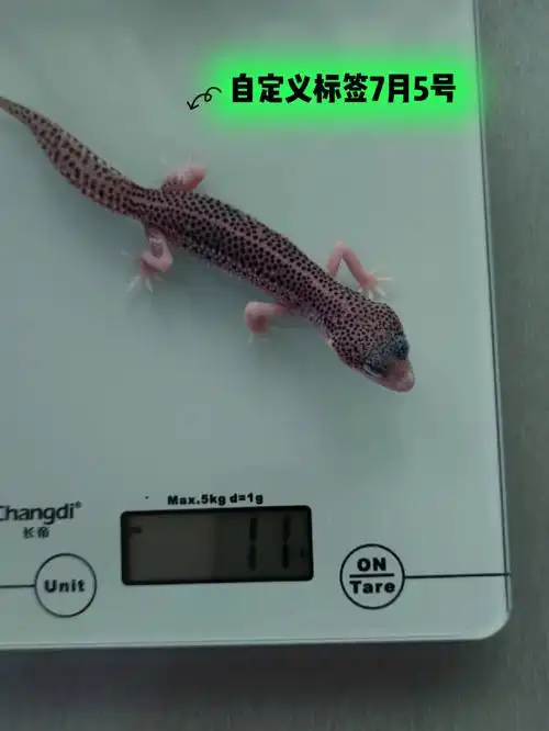 银河豹纹守宫5月23号出壳体重记录