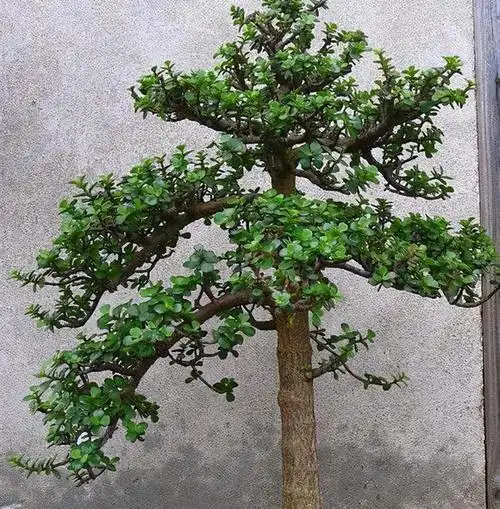 金枝玉叶这样养,养成大盆景,开出一串花,花不常见,也太难看|金枝玉叶