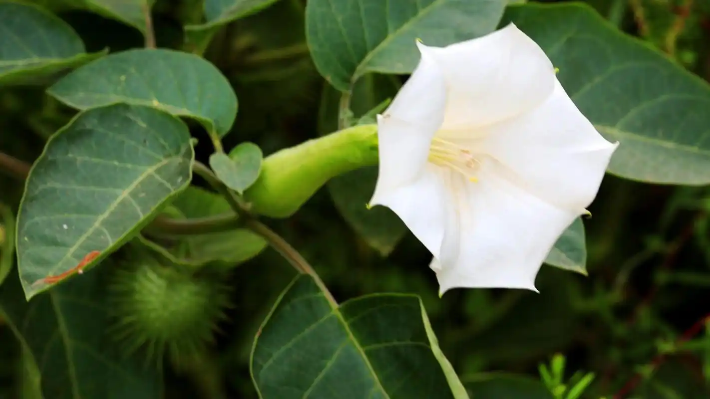 曼陀罗花电脑桌面壁纸下载1