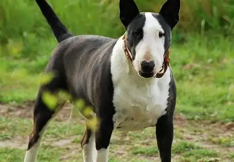 世界上攻击性最强的烈性犬种,藏獒不惜落榜,第一名大家很熟悉!