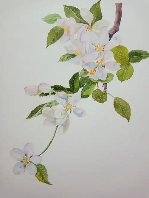 水彩花卉写生|纯艺术|绘画|木子微chris - 原创作品 - 站酷 (zcool)