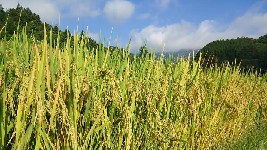图为平塘乡平塘村坝务屯的成熟水稻图为平塘乡平塘村的千亩水稻田"
