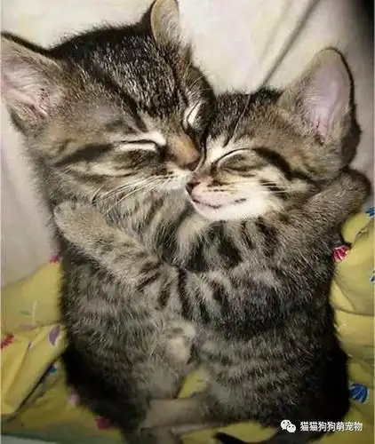 19个拥抱在一起的猫咪满满的全是爱