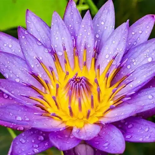 适合做头像的荷花图片清晰点的清新淡雅的睡莲图片