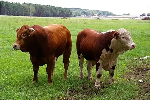 牛图片_牛图片大全_牛图片素材