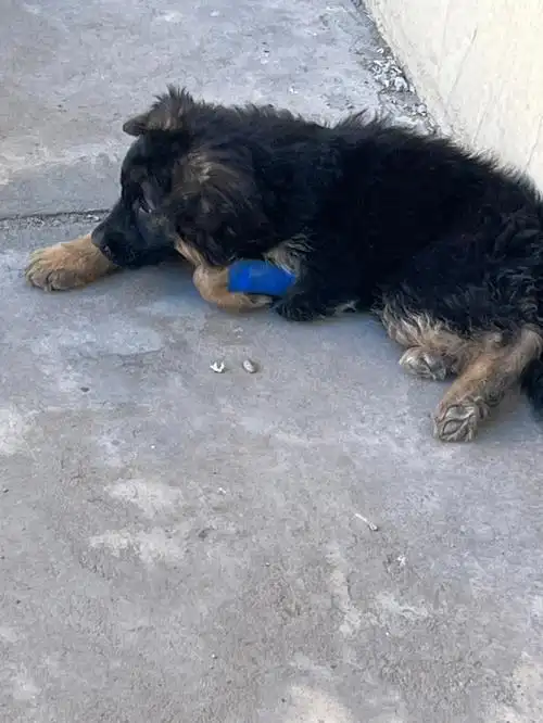 今日份的小曲奇,吐了两次次,拉了一次,拉的没血了,但还是拉稀,大夫说