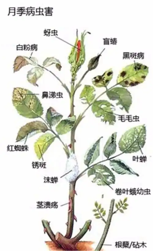 月季花常见病虫害防治