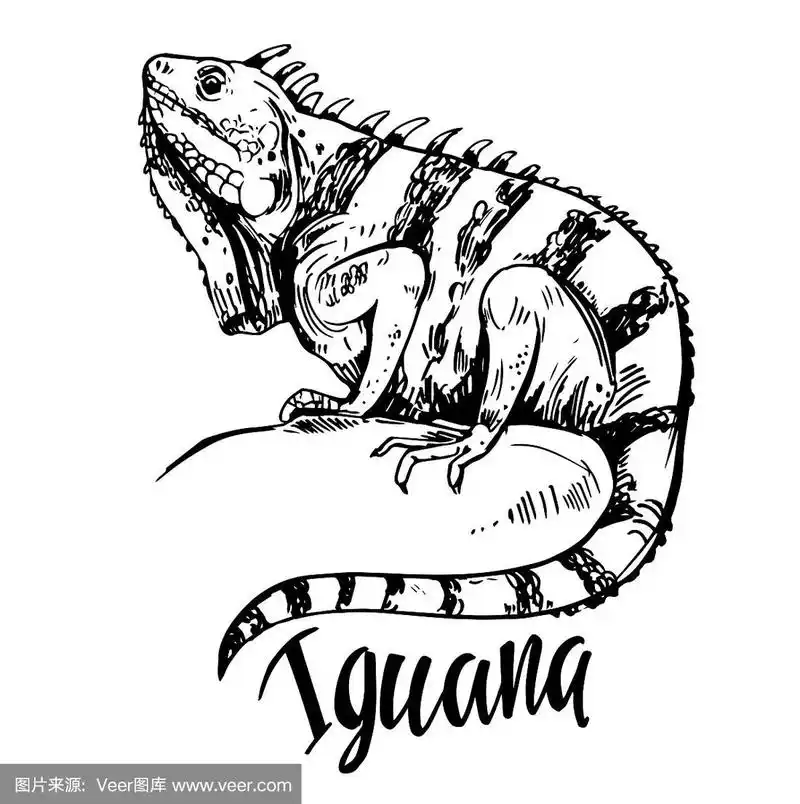 鬣蜥的草图.手绘插图转换为矢量