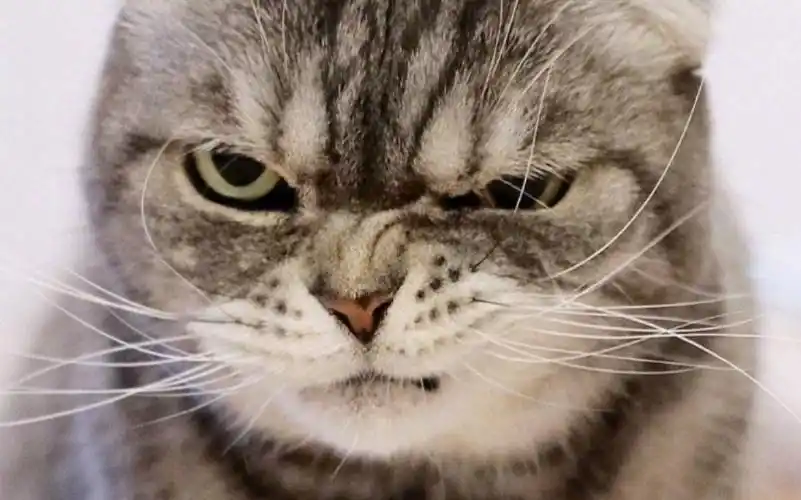 猫:这眼神有杀气!_哔哩哔哩 (゜-゜)つロ 干杯~-bilibili