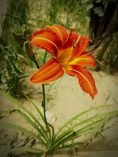 描绘出世间多彩的风景 装点了四季的繁华 或温婉秀丽,清新脱俗 温柔了