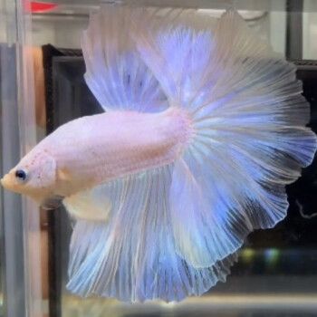 泰国斗鱼仙女款半月纯白超美斗鱼懒人网红宠物热带观赏好养耐活 a级