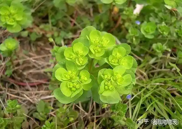 34.飞蓬和龙葵是一对功效:发汗解表.主治:用于温热病.