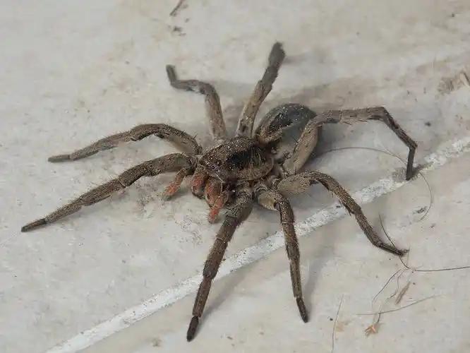 p>狼蛛属 a target="_blank" href="/item/蜘蛛/6152" data-lemmaid=