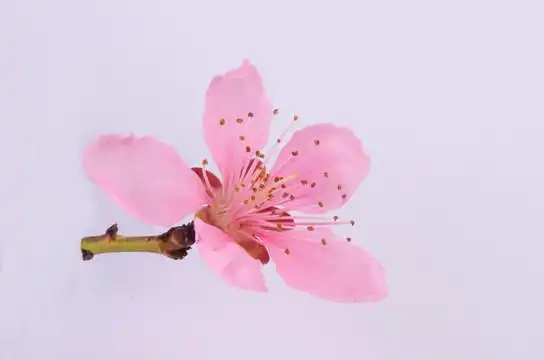 春天桃花花瓣素材图片