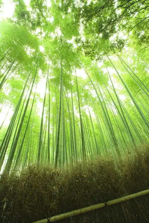 无人,栏杆,竖图,室外,白天,仰视,旅游,度假,纯洁,美景,植物,竹子,京都