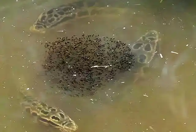 黑鱼在民间被称为"孝鱼",与它的习性有关,一般母鱼在产卵以后,身体各