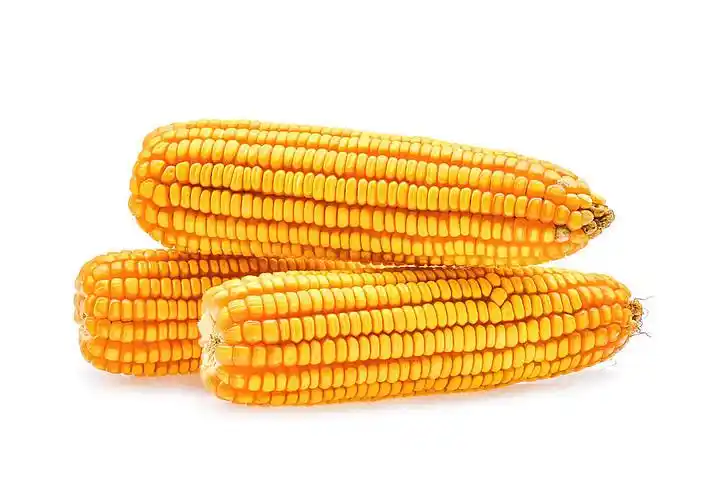 干玉米在白色背景下的棒子上
