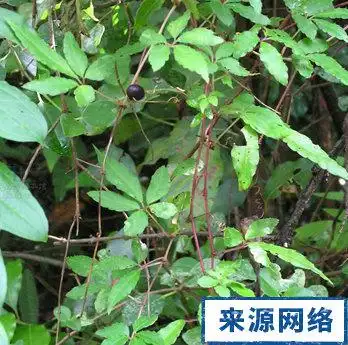 五爪金龙的功效与作用