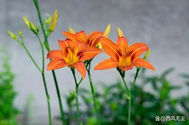 明天是母亲节(五月第二个星期日),这个节日源自西方