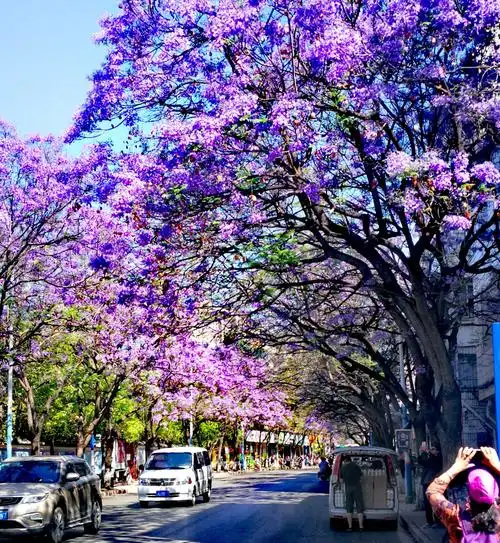 昆明北教场中路蓝楹花盛开,引来了无数摄影爱好者!