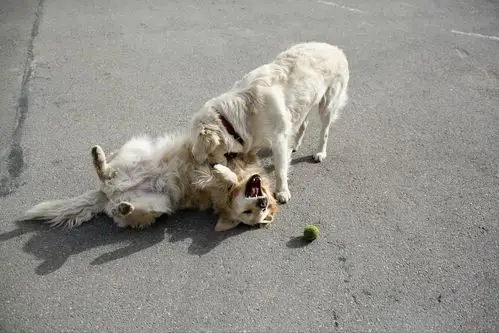 狗咬狗 巴塞罗那