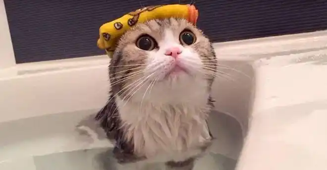 猫咪被带进浴室洗澡淡定表情令其它猫咪汗颜说好的猫咪怕水呢