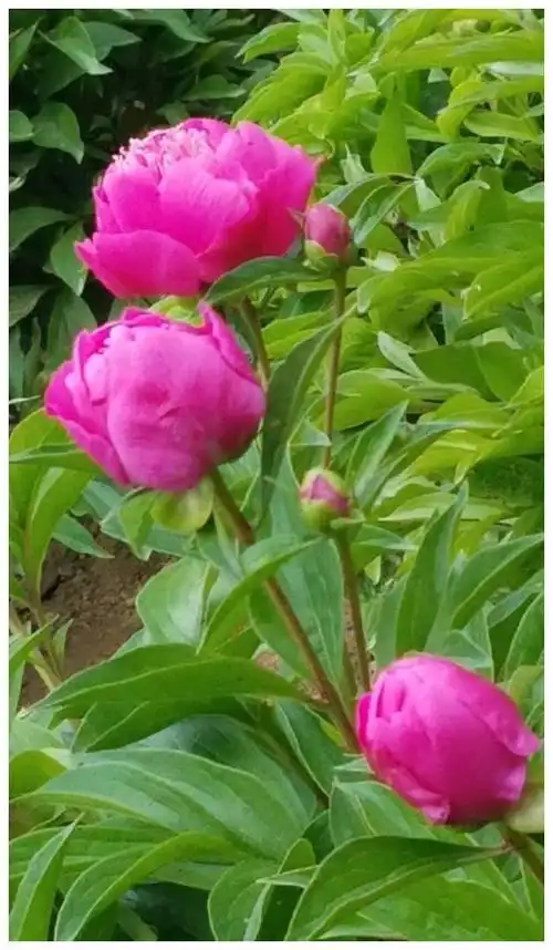 走进世界上规模最大,品种最多的牡丹园,领略国色天香的风采