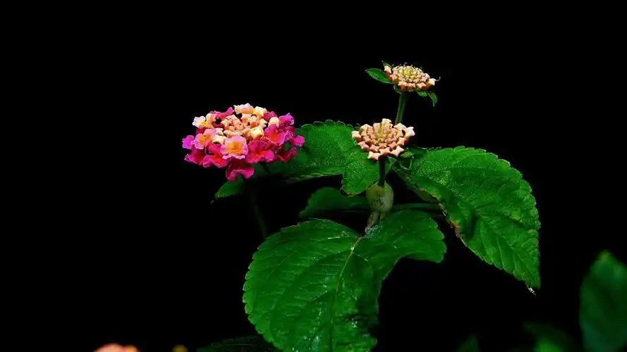 绿色护眼花卉植物摄影