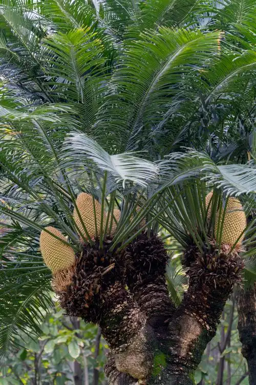 c视频一树六花w型树枝攀枝花这个品种的苏铁开出多头花