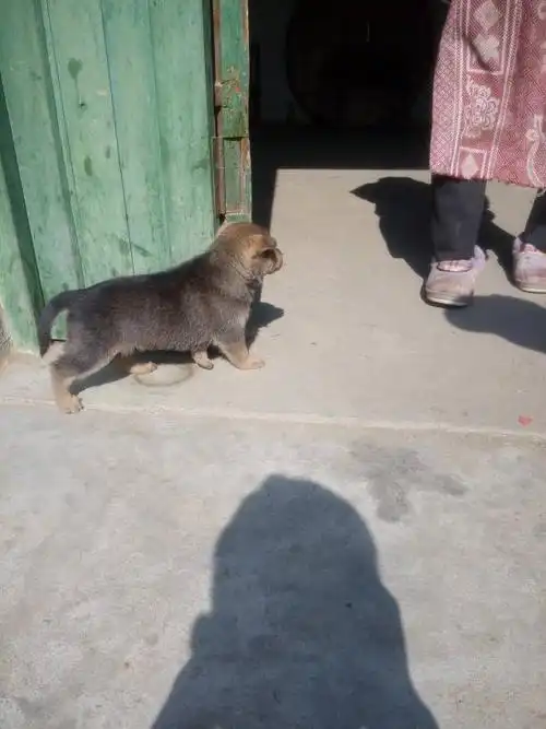 我前天买了条长毛狼狗幼崽,才一个多月大,看着像土狗一样,求知道的人