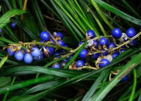 沿阶草果实有毒吗