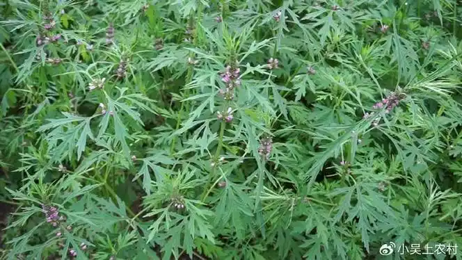 益母草也称女人草常割回家煮鸡蛋吃女人吃了非常好别错过