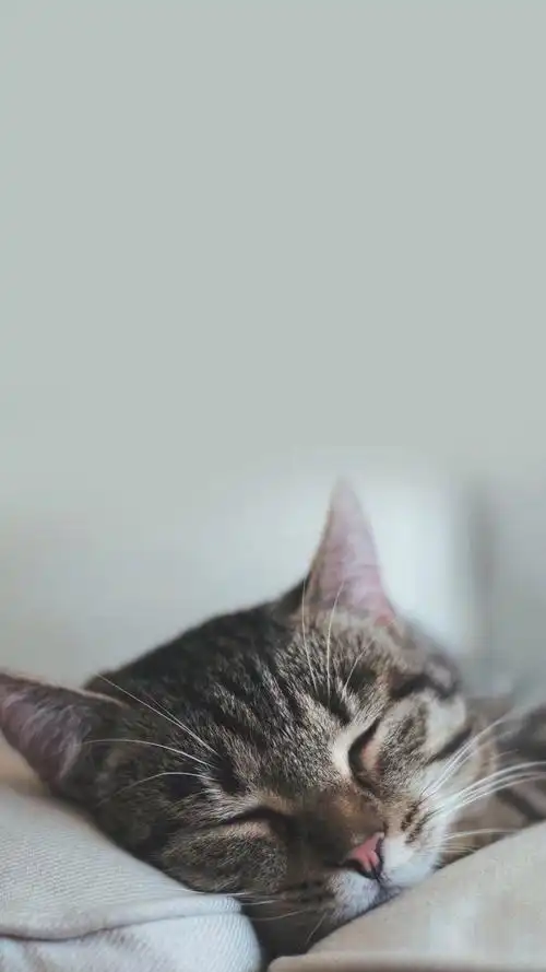 可以给我看看你们的猫咪壁纸屏保桌面吗