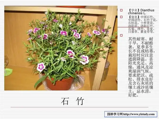 30种常见的室内植物名称和图片ppt