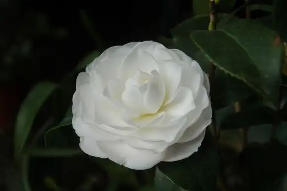 白雪塔茶花这个品种的观赏性怎么样?冬季需要哪些养护管理?