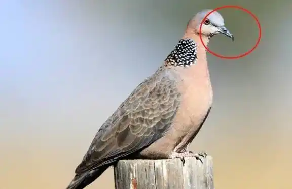 斑鸠怎么分公母最简单?斑鸠的寿命?_城市_雌鸟_地区