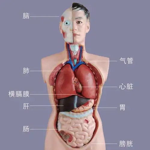人体躯干模型内脏胸腹腹部器官解剖男性五脏其他模型玩具