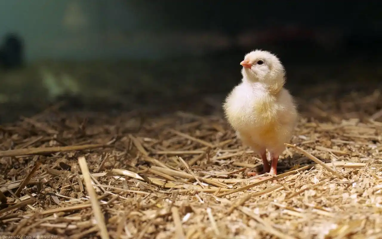 稚嫩可爱的小鸡桌面高清壁纸