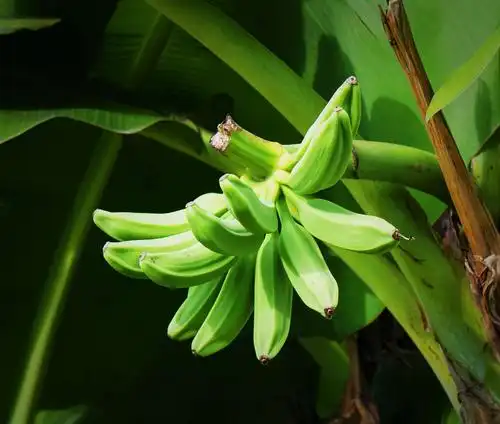生机盎然芭蕉树