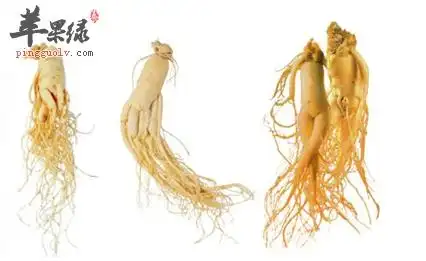 人参和西洋参之间的区别在哪里